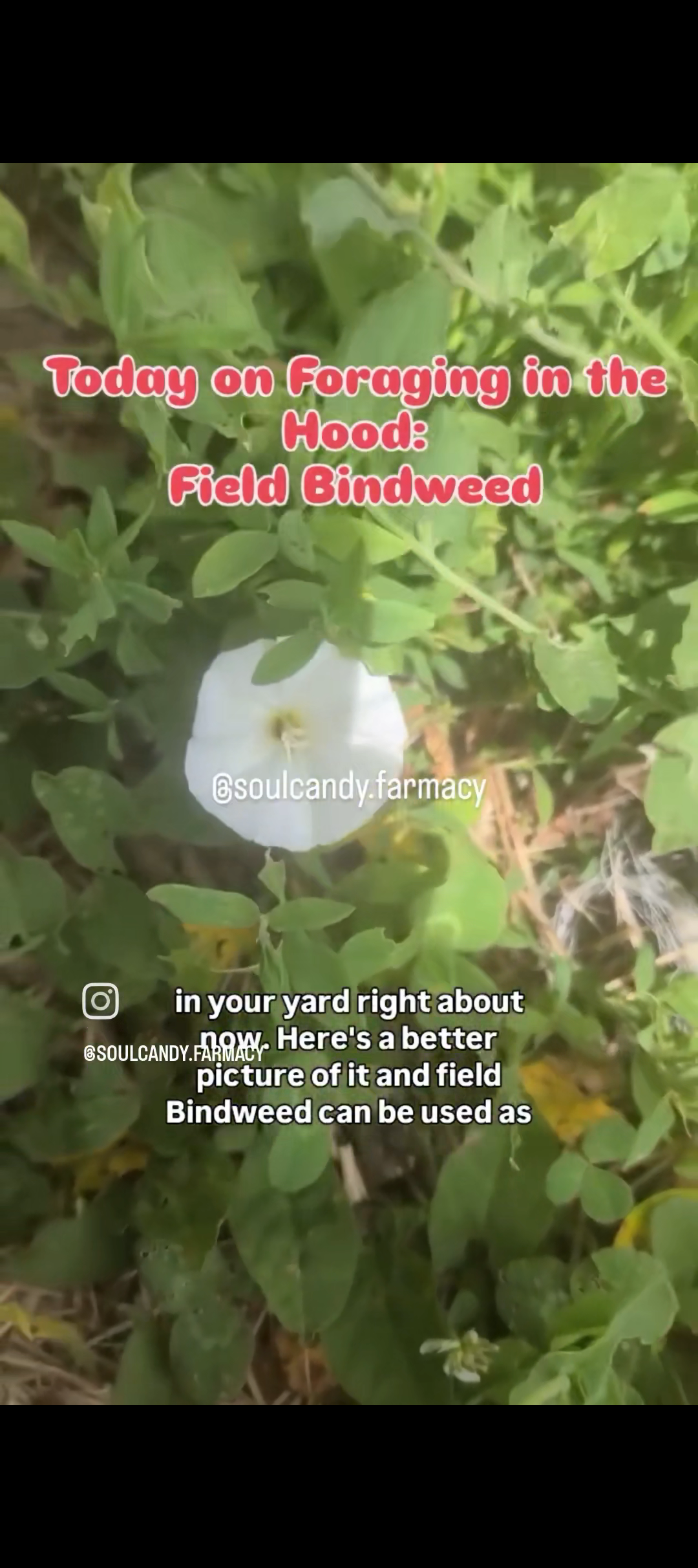 Field Bindweed