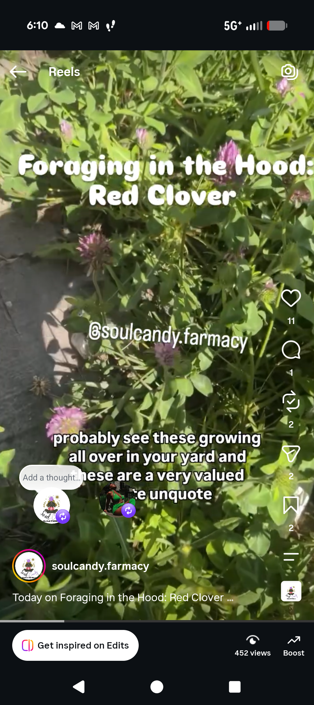 Red Clover