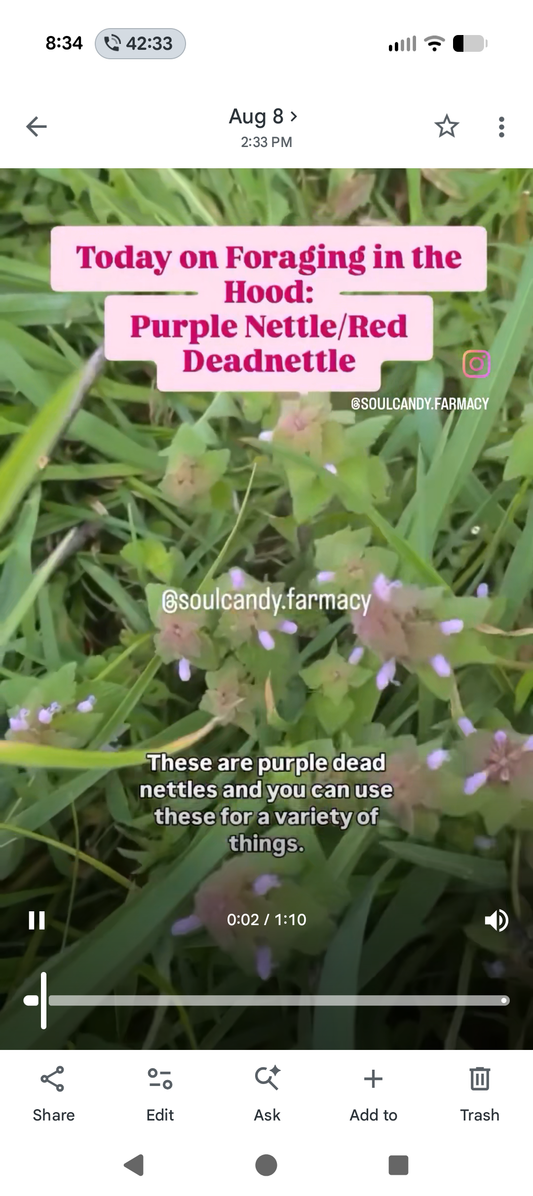 Purple Nettle/ Red Deadnettle