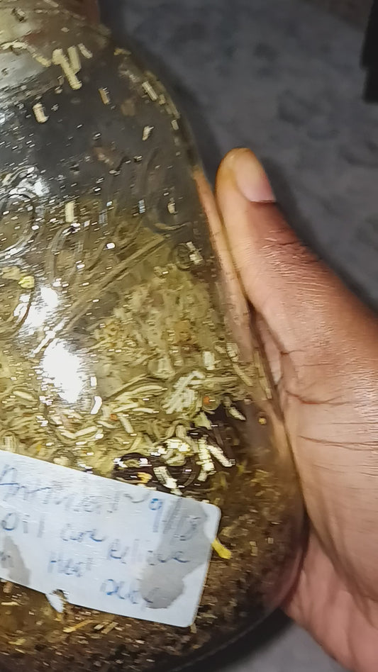 Antiviral Oil (Shingles & Herpes)